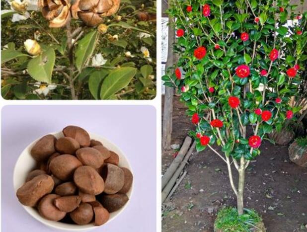 1671547576339518.jpg 1.jpg