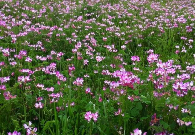 1671705232101746.jpg 000..jpg