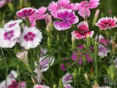 粉白五彩石竹種子什么時(shí)候播種