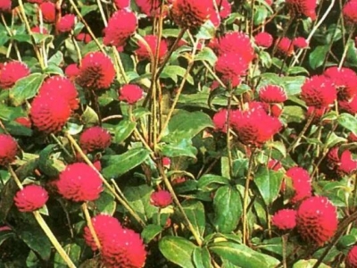 千日紅種子什么時候播種時間最佳