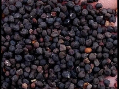 麥仙翁種子什么時(shí)候播種最好