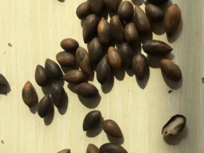 黃花梨種子什么時(shí)候播種？