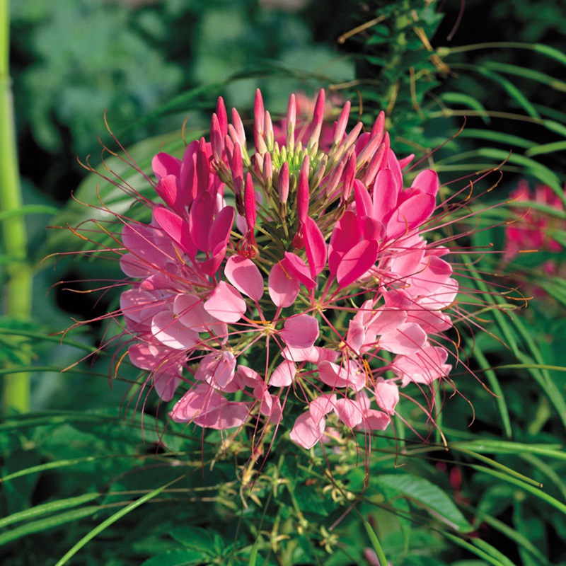 1675481828107927.jpg 9.jpg