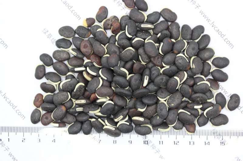 1725952242395680.jpg 葛藤 (9).jpg