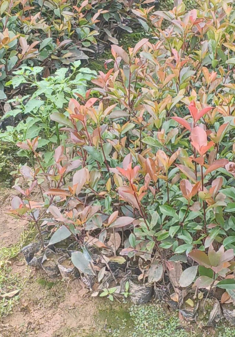 紅葉石楠小杯苗 紅葉石楠小杯苗