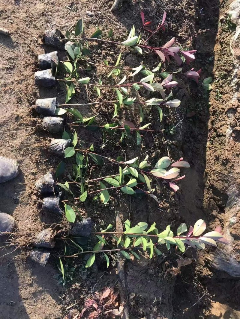 紅葉石楠小杯苗 紅葉石楠小杯苗