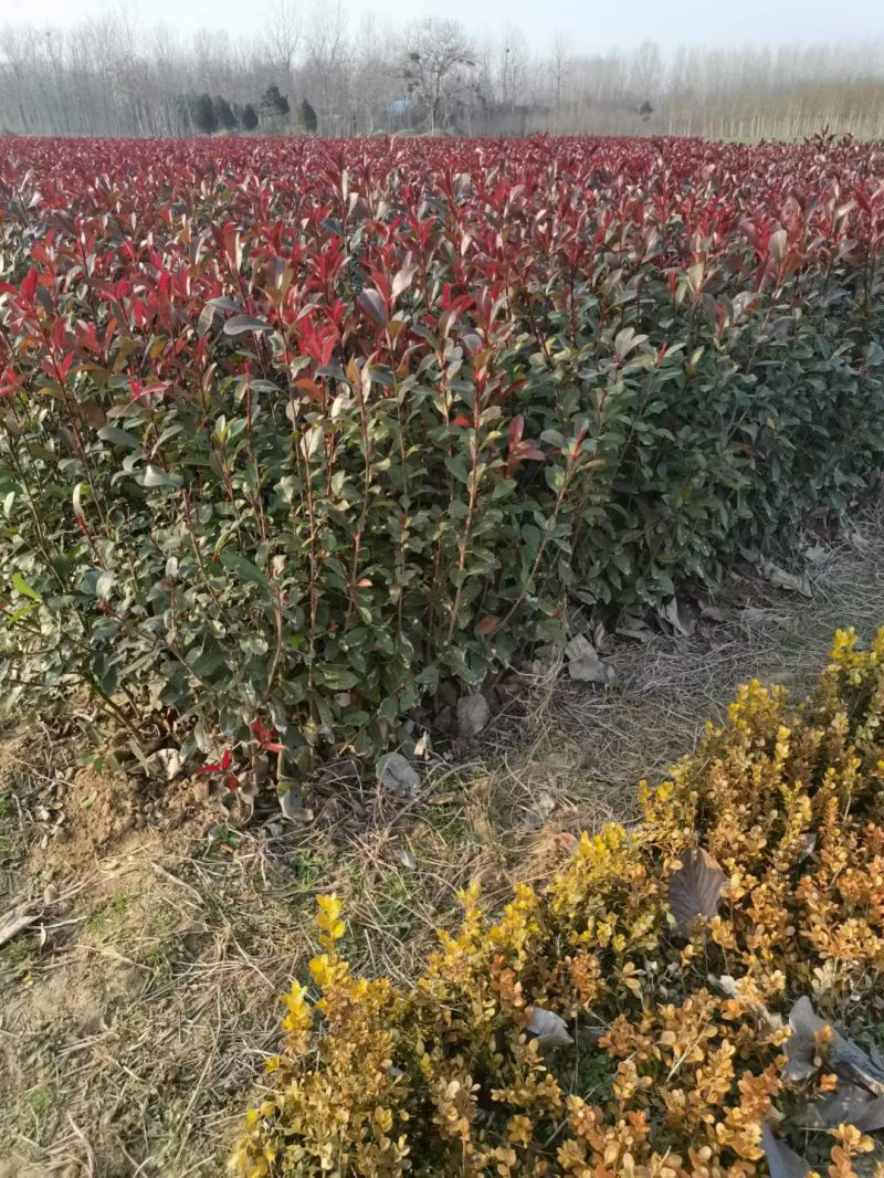 紅葉石楠小杯苗 紅葉石楠小杯苗