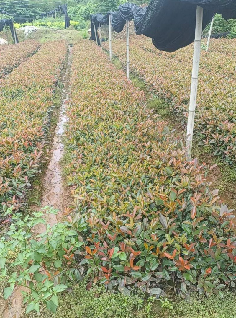 紅葉石楠小杯苗 紅葉石楠小杯苗