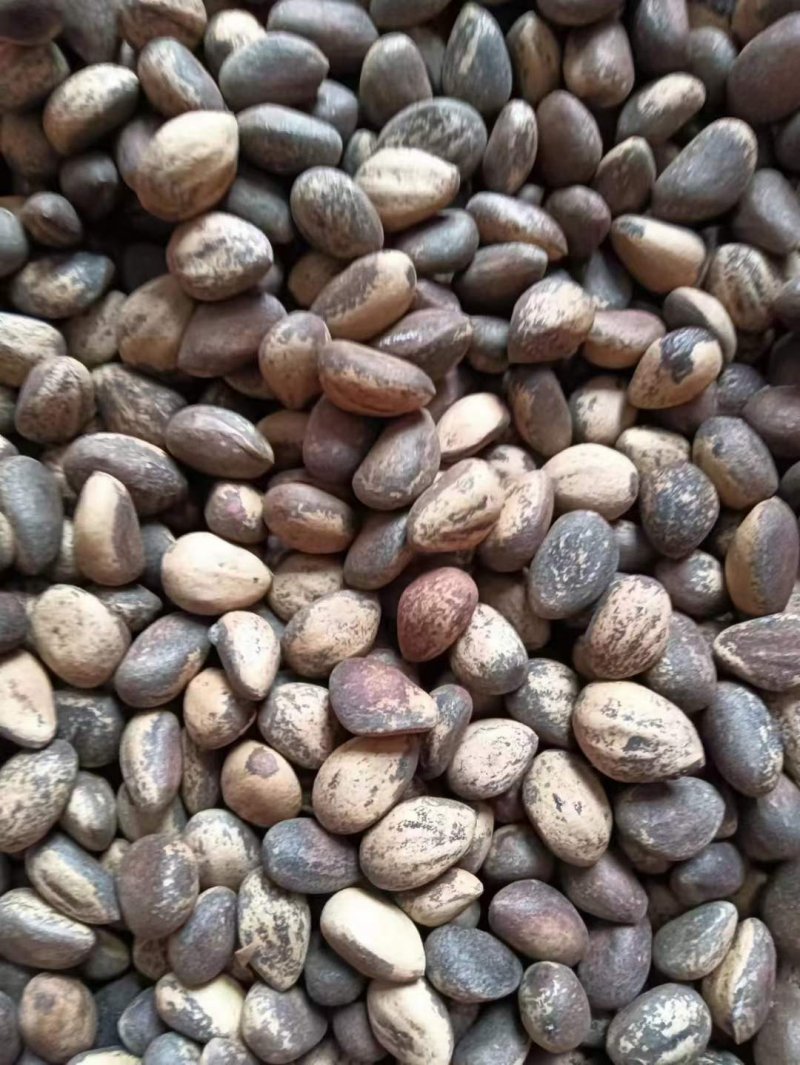 白皮松種子 白皮松種子