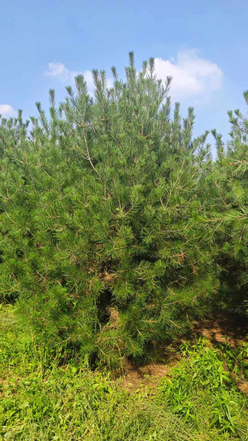 白皮松樹 白皮松樹