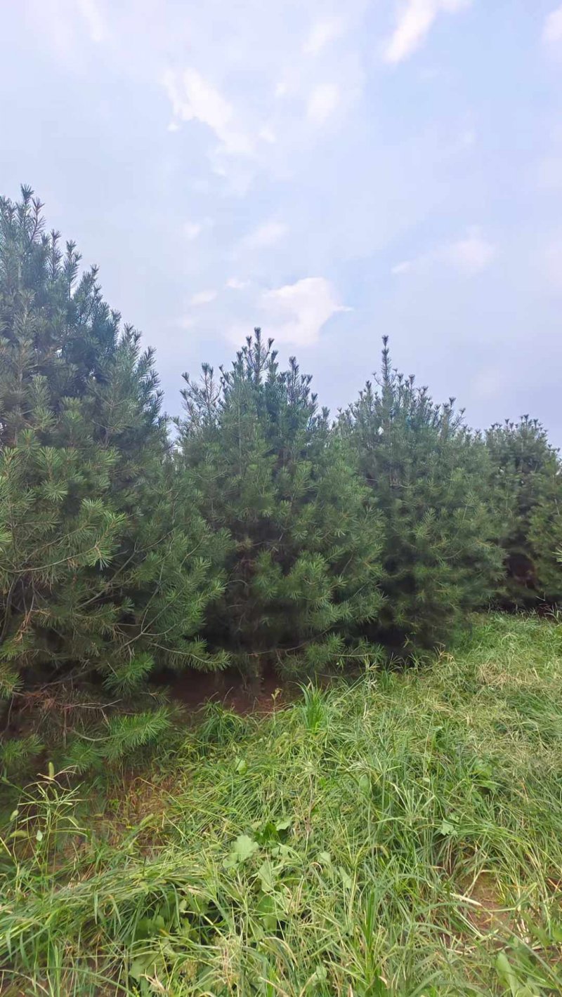 白皮松樹 白皮松樹