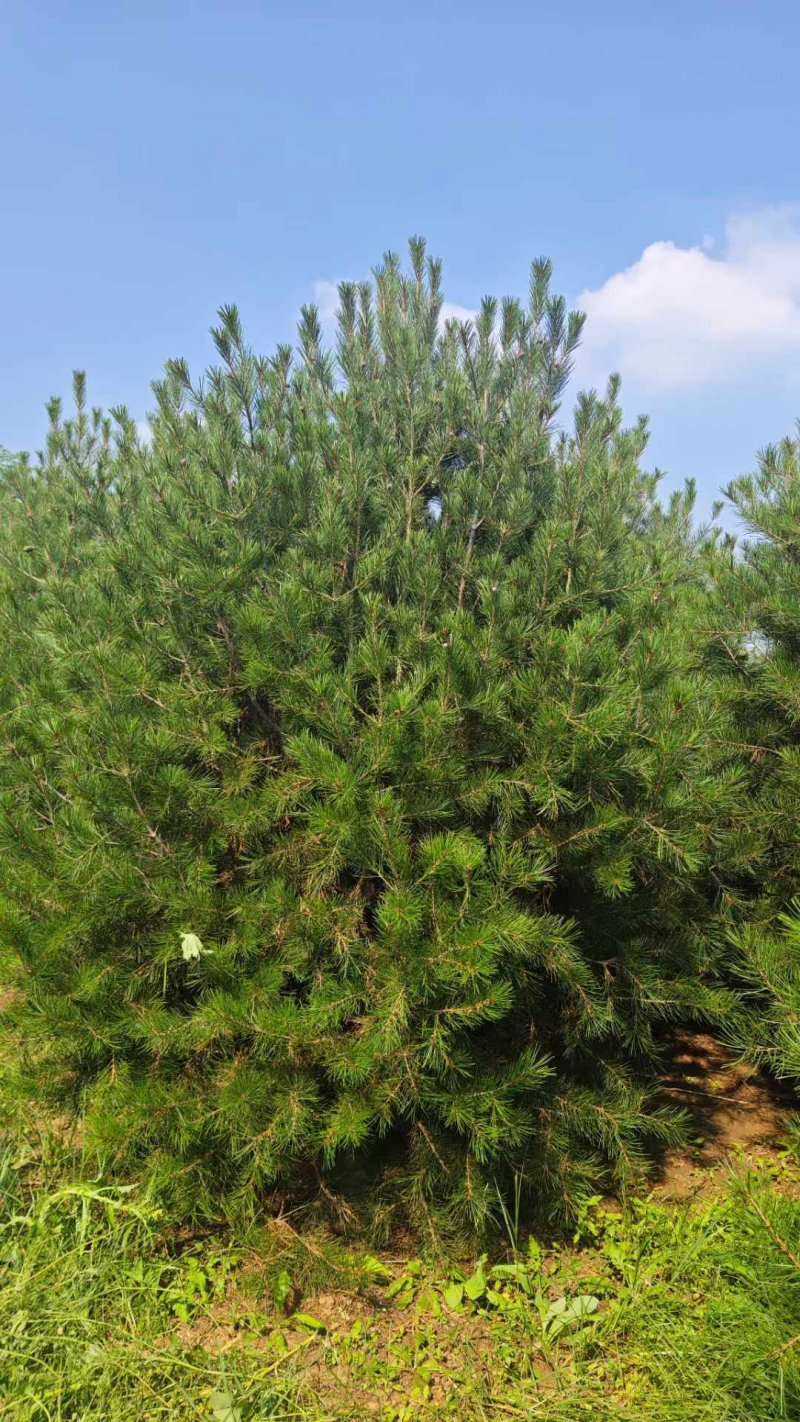 白皮松樹 白皮松樹