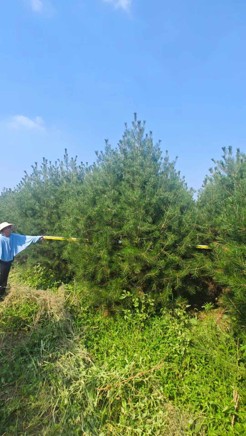 白皮松樹 白皮松樹