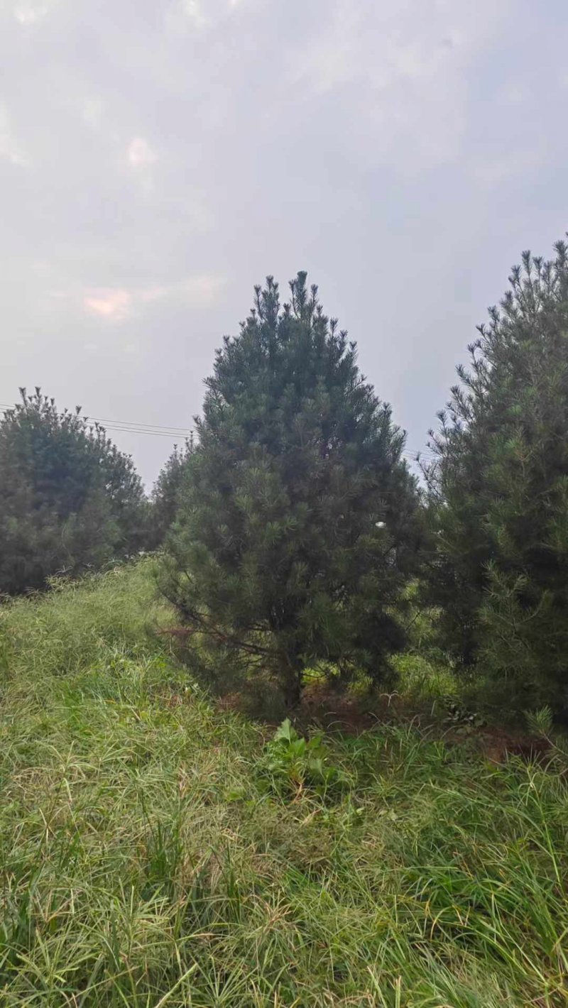 白皮松樹 白皮松樹