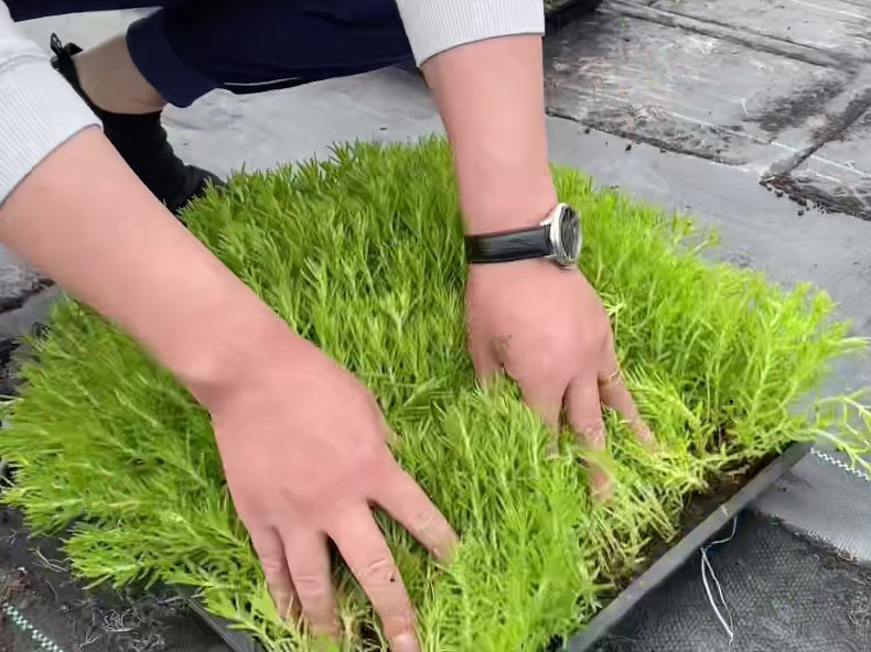 佛甲草托盤(pán)苗容器苗直接鋪設(shè) 佛甲草托盤(pán)苗容器苗直接鋪設(shè)