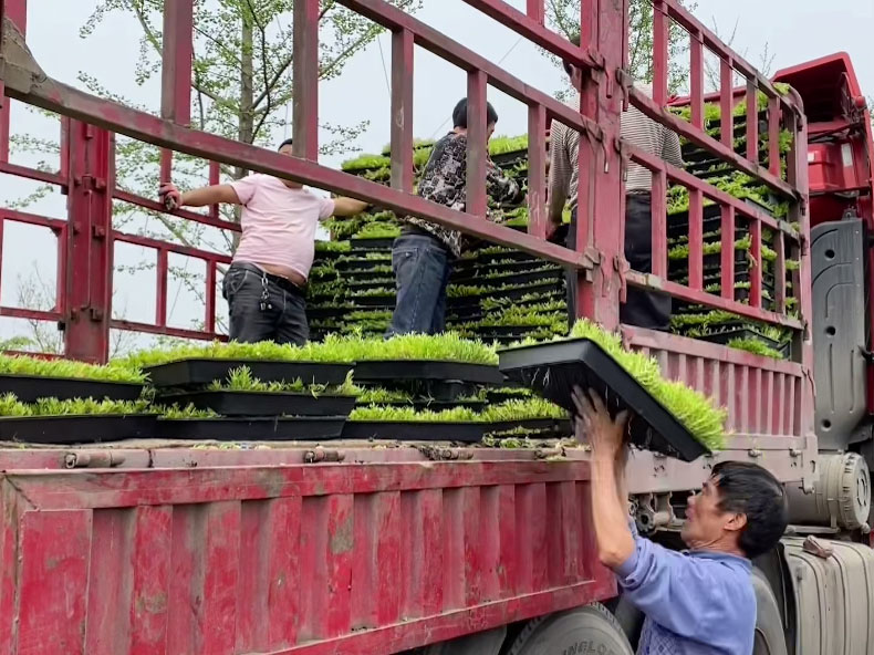 佛甲草托盤(pán)苗容器苗直接鋪設(shè) 佛甲草托盤(pán)苗容器苗直接鋪設(shè)
