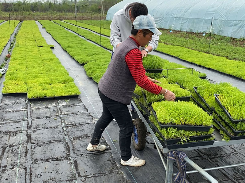 佛甲草托盤(pán)苗容器苗直接鋪設(shè) 佛甲草托盤(pán)苗容器苗直接鋪設(shè)