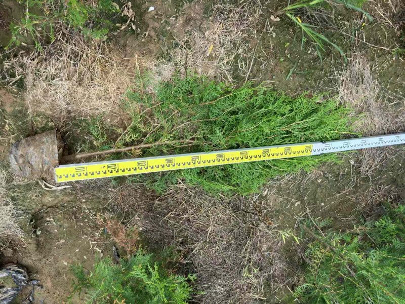 柏樹苗柏樹小苗 柏樹苗柏樹小苗