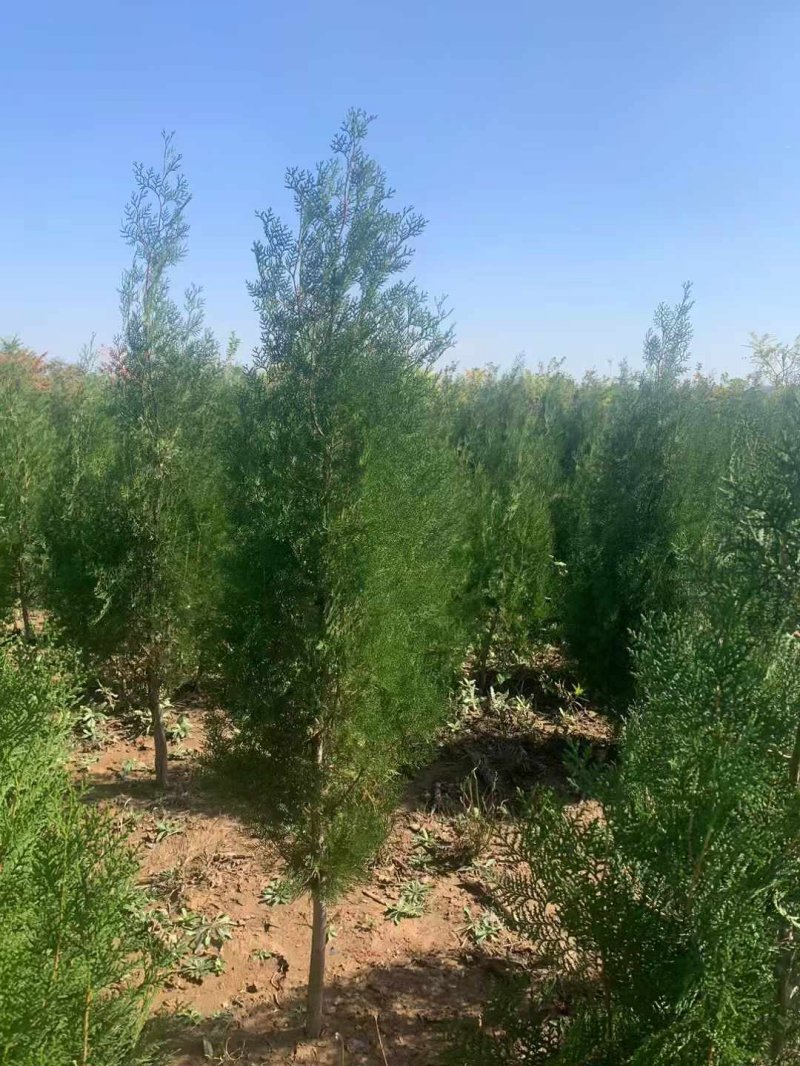 柏樹苗柏樹小苗 柏樹苗柏樹小苗