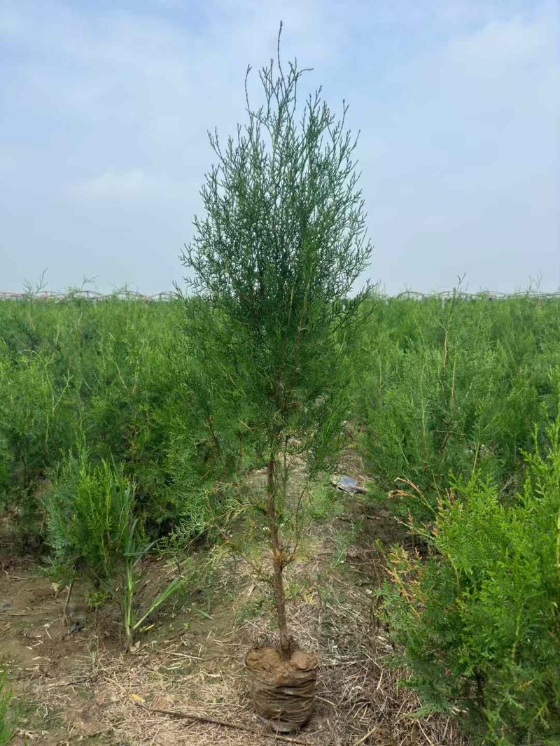 柏樹苗柏樹小苗 柏樹苗柏樹小苗