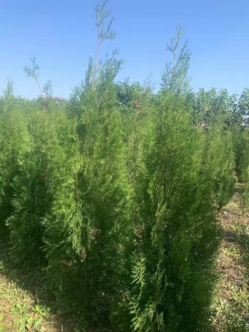 柏樹苗柏樹小苗 柏樹苗柏樹小苗