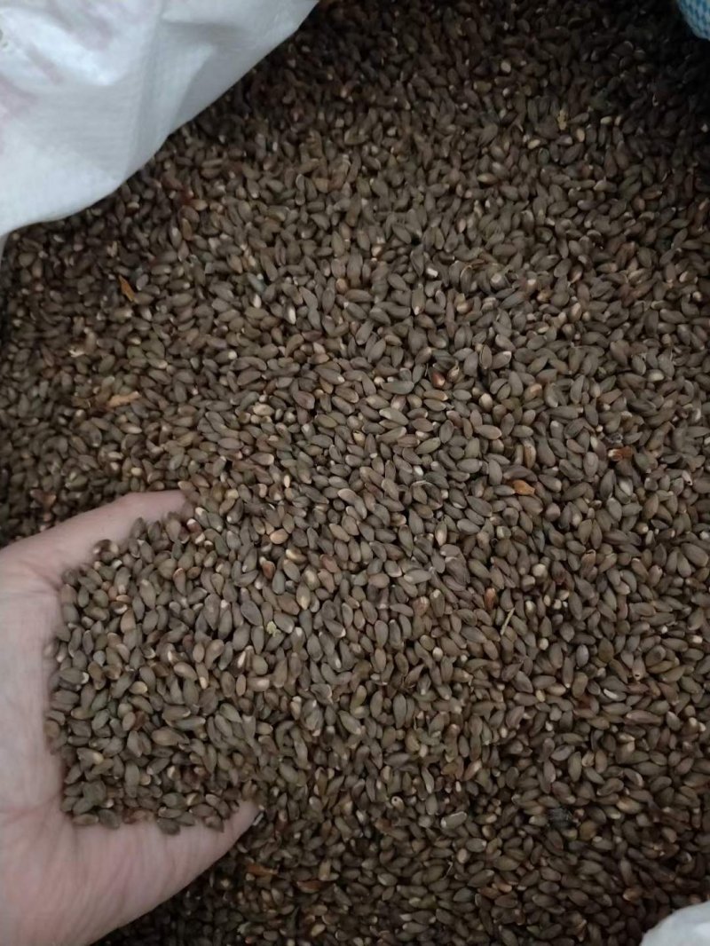 柏樹種子 柏樹種子