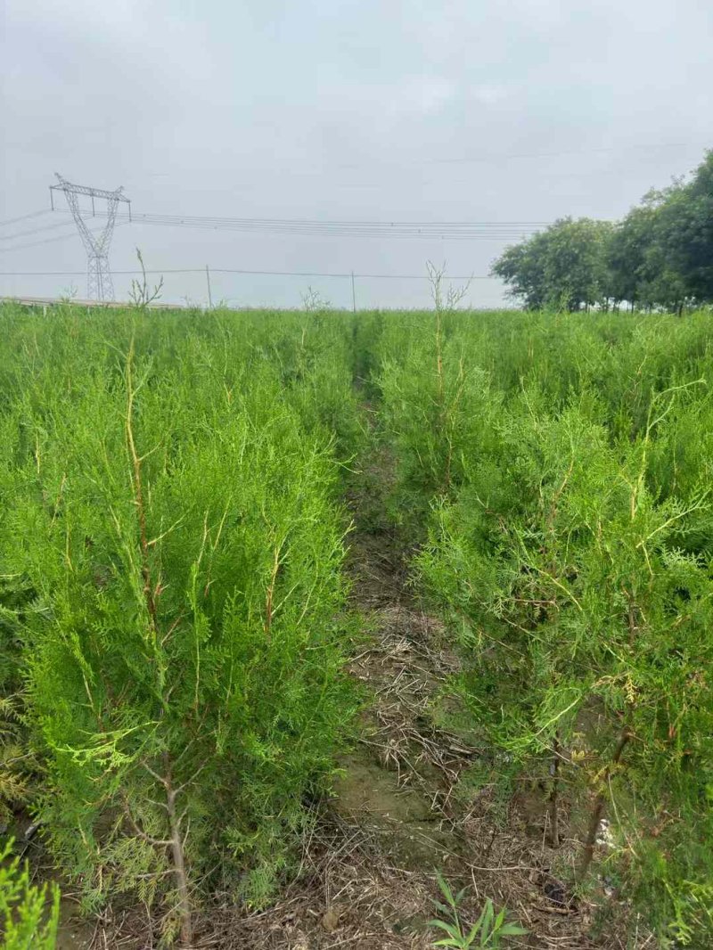 柏樹苗柏樹小苗 柏樹苗柏樹小苗