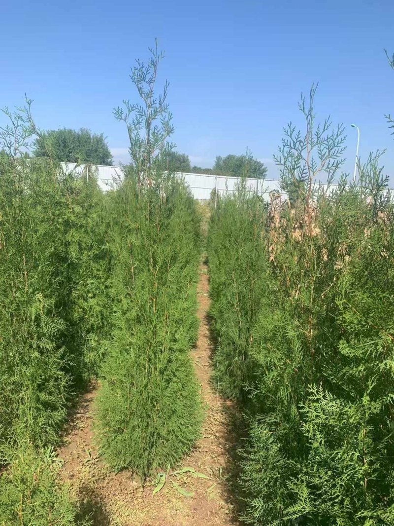 柏樹苗柏樹小苗 柏樹苗柏樹小苗