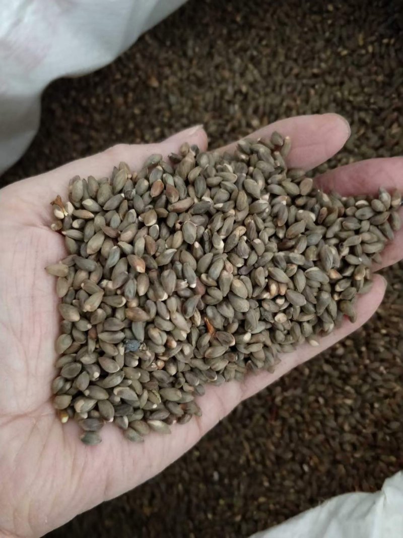 柏樹種子 柏樹種子