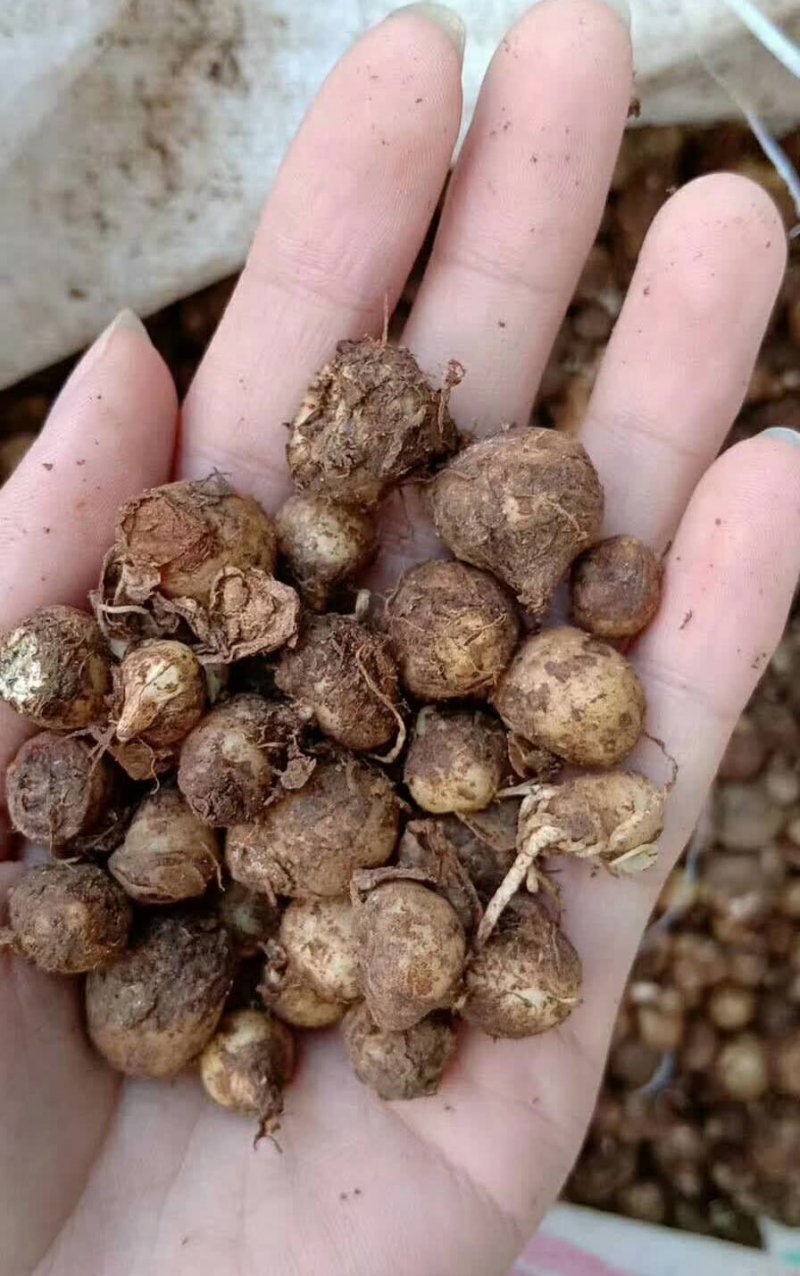 半夏種子 半夏種子