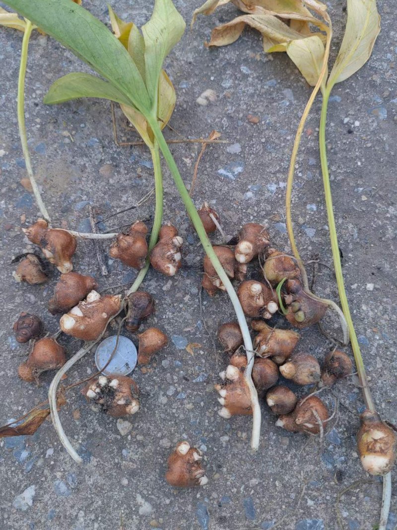 半夏種子 半夏種子