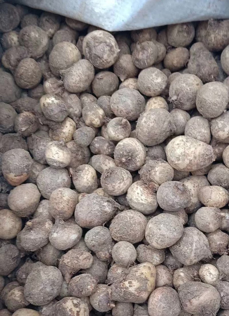 半夏種子 半夏種子