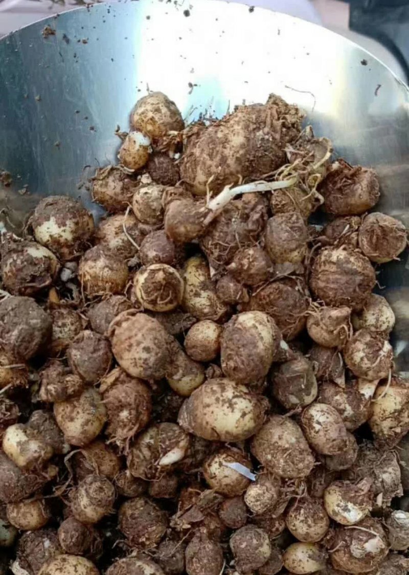 半夏種子 半夏種子