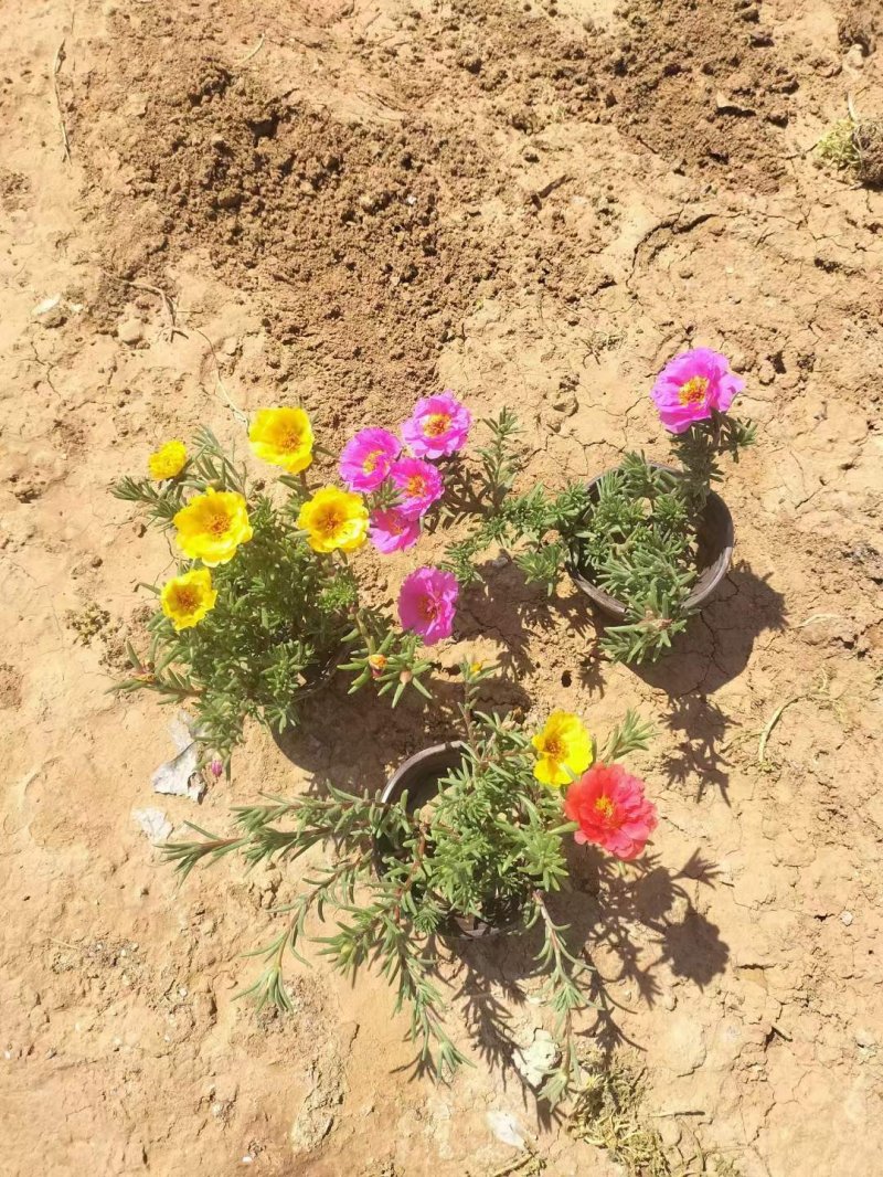 半枝蓮盆栽半枝蓮苗 半枝蓮盆栽半枝蓮苗