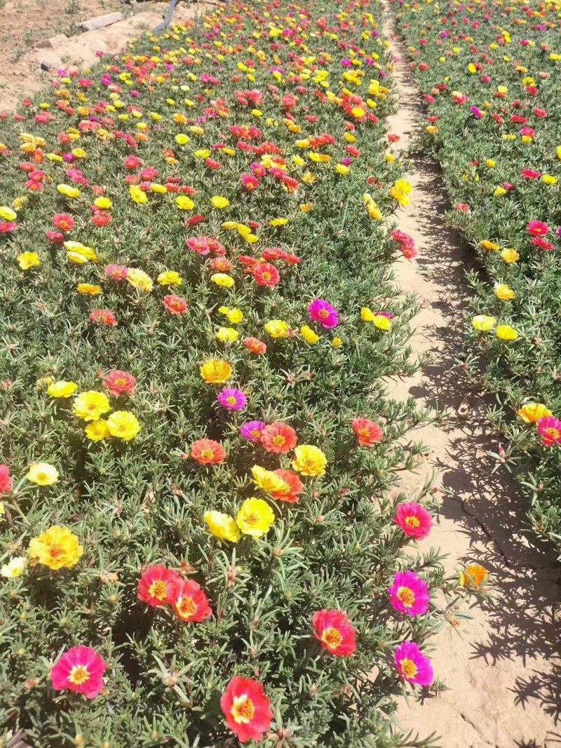 半枝蓮盆栽半枝蓮苗 半枝蓮盆栽半枝蓮苗