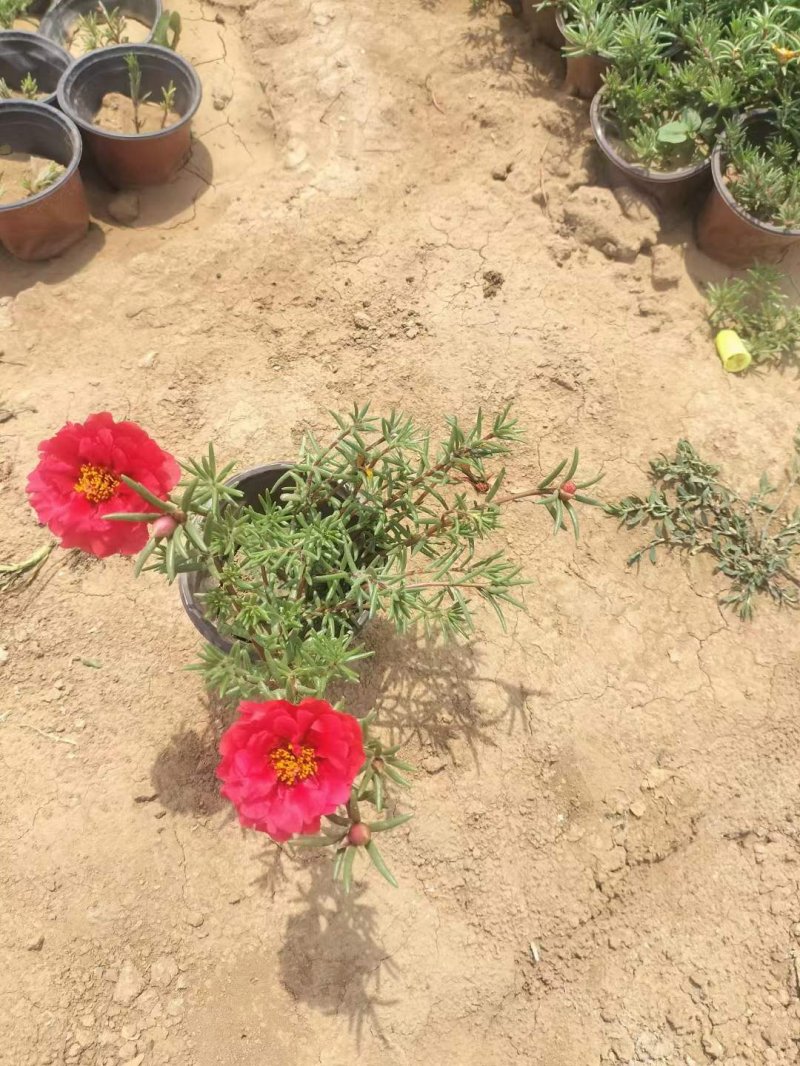 半枝蓮盆栽半枝蓮苗 半枝蓮盆栽半枝蓮苗