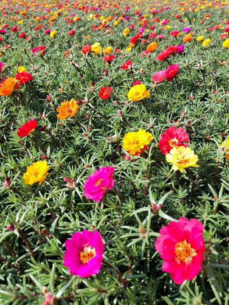 半枝蓮盆栽半枝蓮苗 半枝蓮盆栽半枝蓮苗