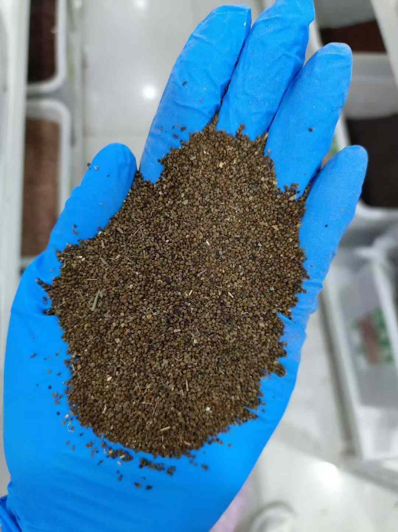 半枝蓮種子 半枝蓮種子