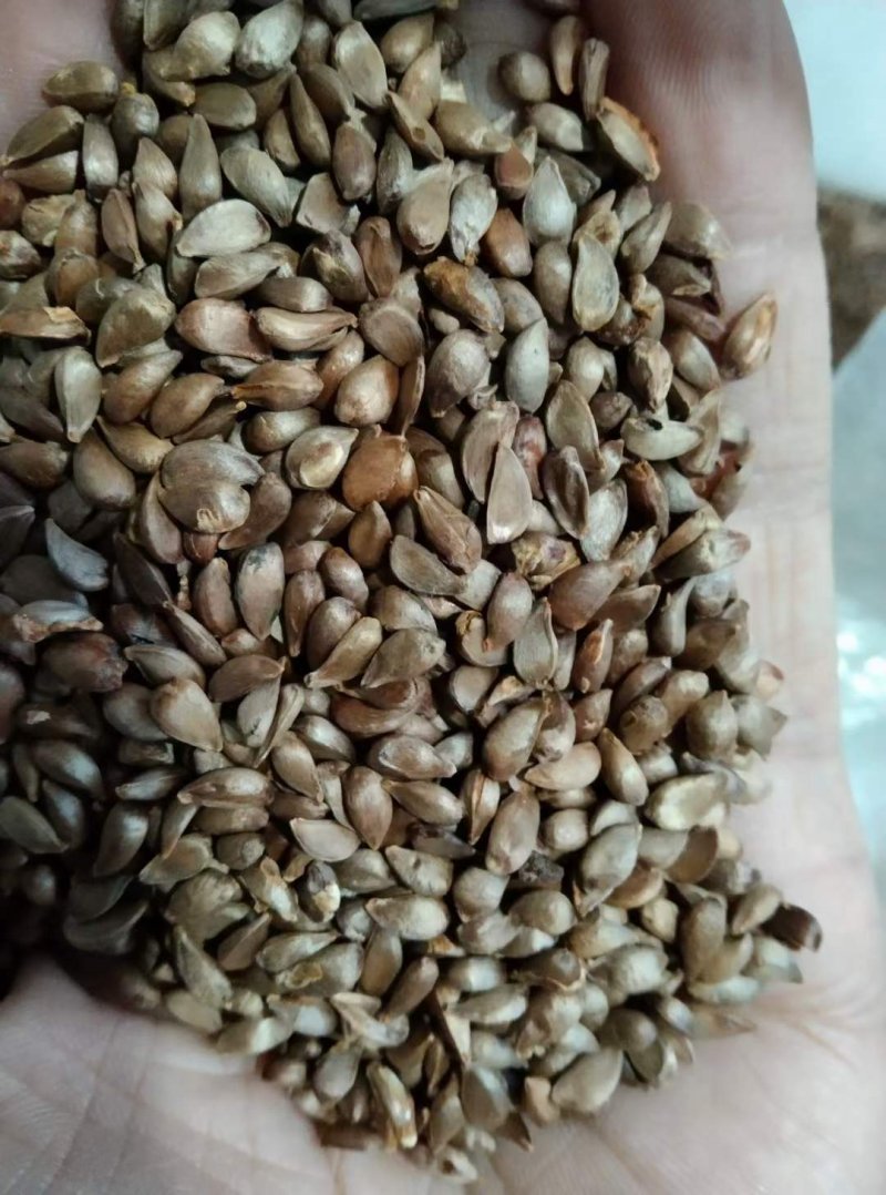 西府海棠種子 西府海棠種子