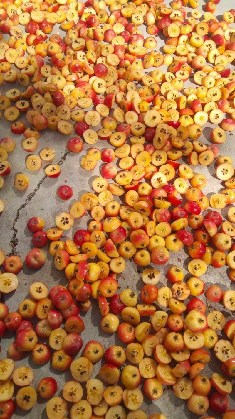 西府海棠果實(shí)種子 西府海棠果實(shí)種子