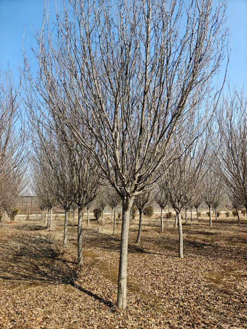 西府海棠樹苗 西府海棠樹苗