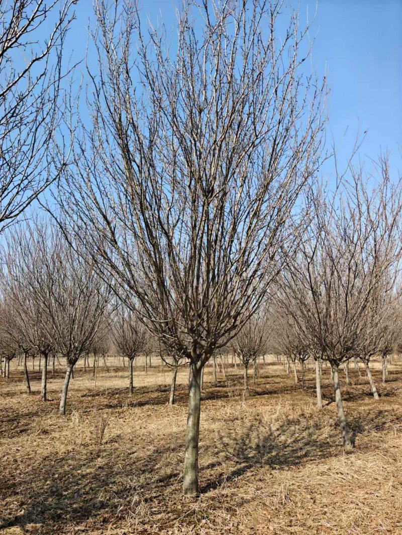 西府海棠樹苗 西府海棠樹苗