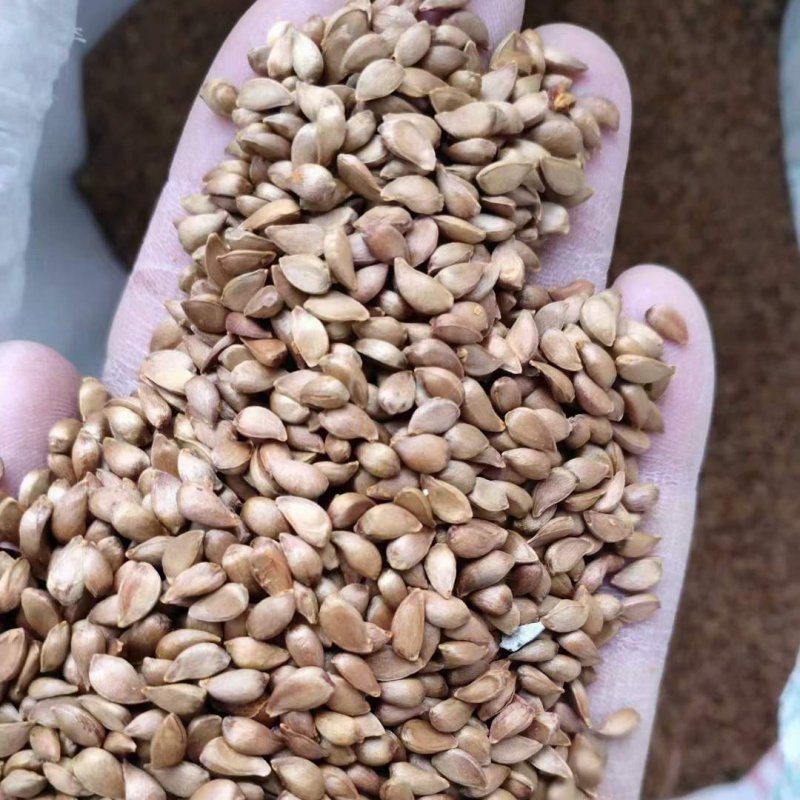 西府海棠種子 西府海棠種子