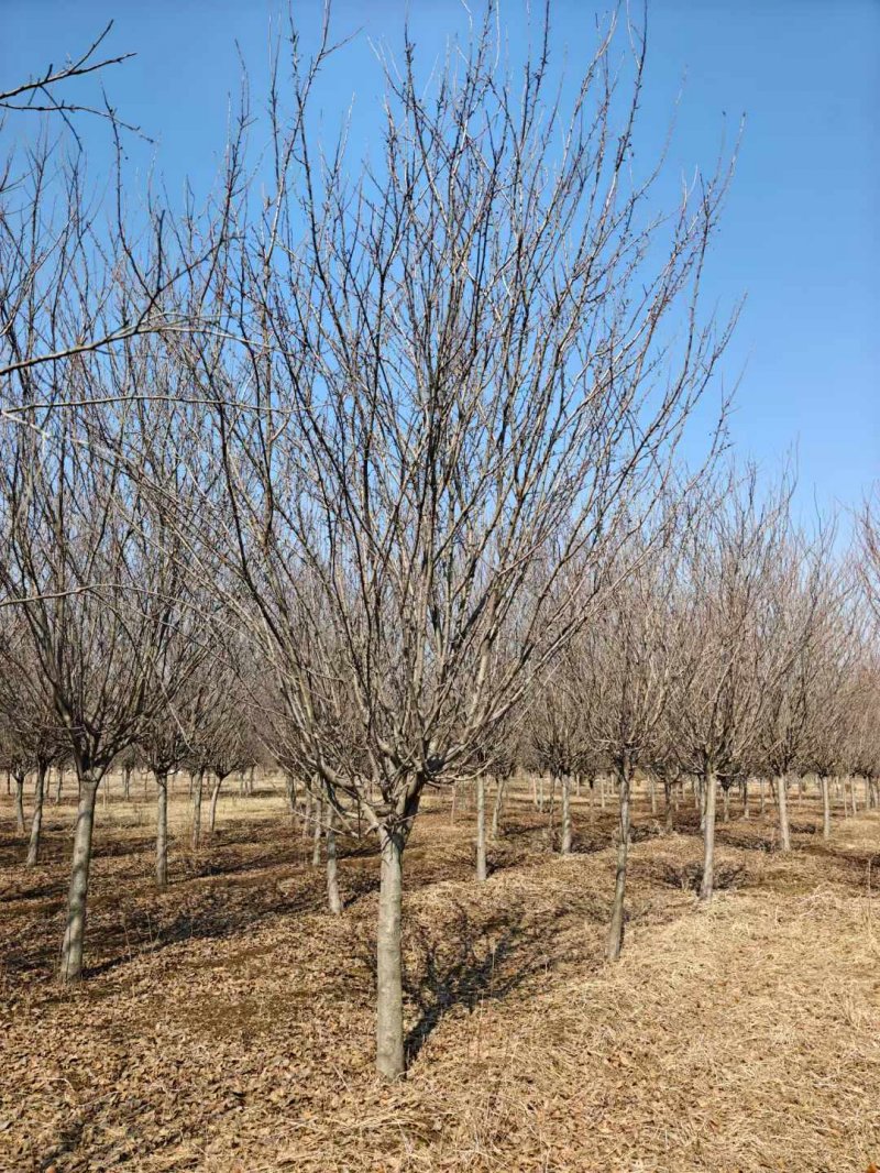 西府海棠樹苗 西府海棠樹苗