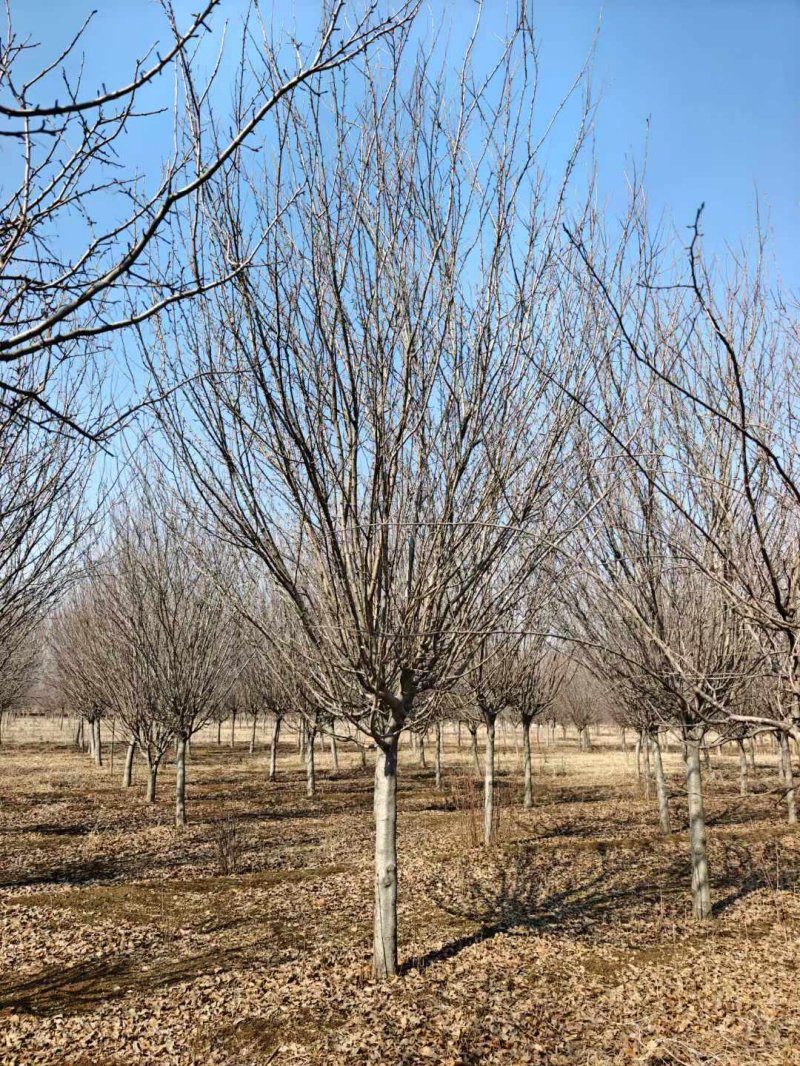 西府海棠樹苗 西府海棠樹苗