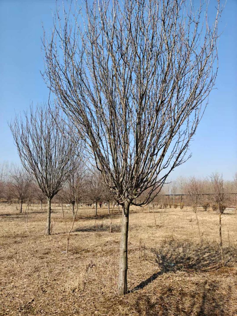 西府海棠樹苗 西府海棠樹苗