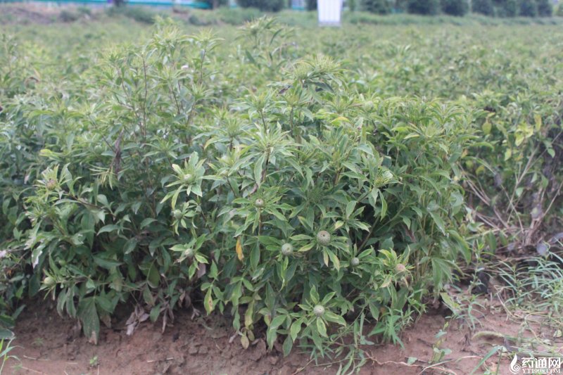 白術(shù)葉子植株