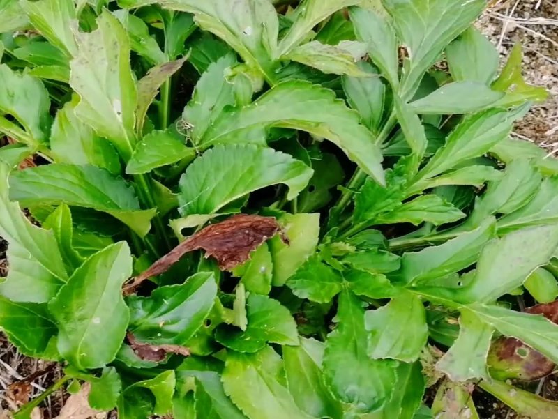 敗醬草綠草堤種業(yè)lvcaod.com 敗醬草綠草堤種業(yè)lvcaod.com