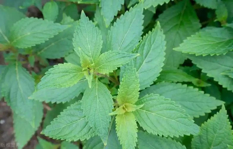 敗醬草種子綠草堤種業(yè)lvcaod.com 敗醬草種子綠草堤種業(yè)lvcaod.com