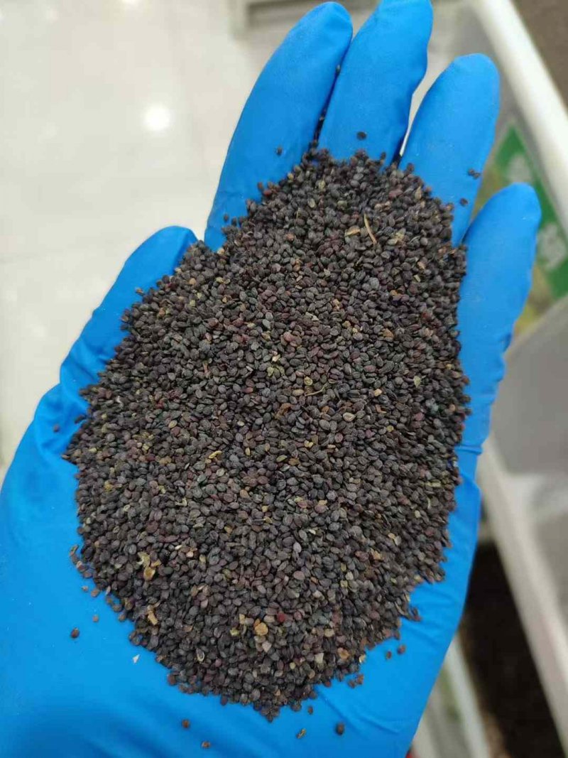 敗醬草種子綠草堤種業(yè) 敗醬草種子綠草堤種業(yè)